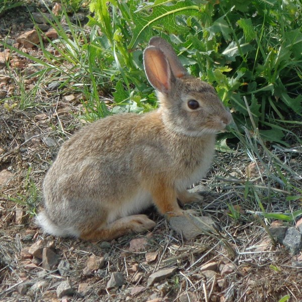 rabbit