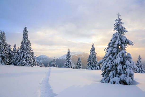 snow covered pine trees in winter