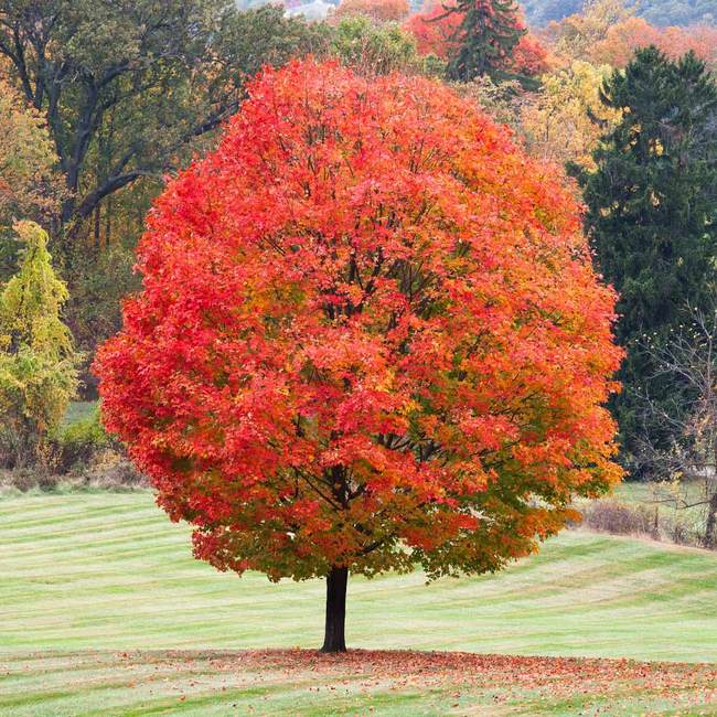 sugar maple autumn pic
